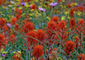 Castilleja rhexifolia